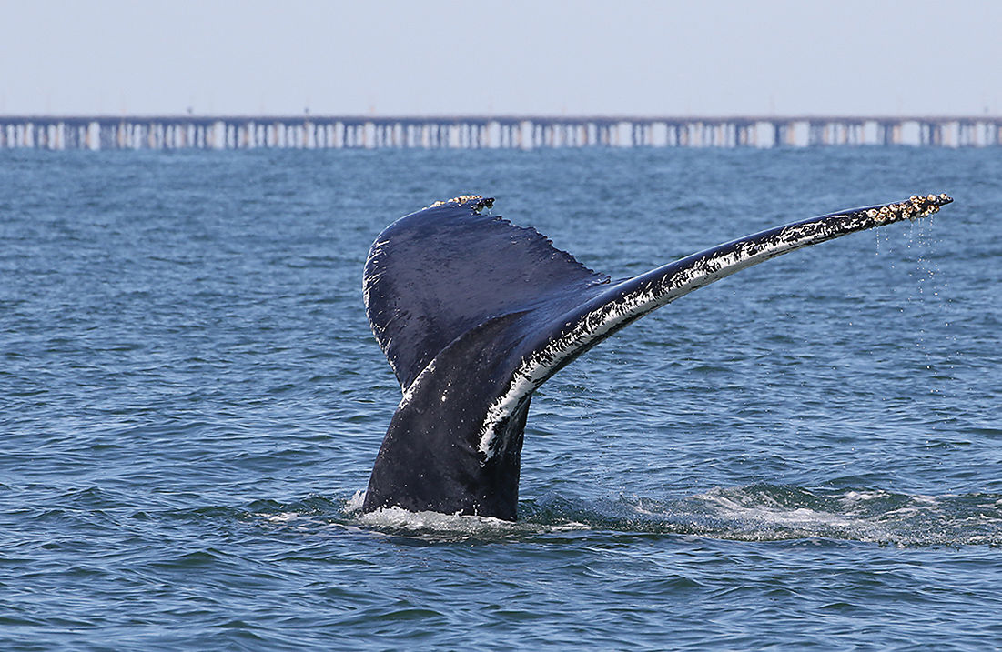 Whale by Chesapeake Bay Bridge Tunnel